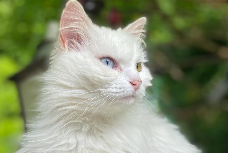 Alerte Disparition Chat Femelle , 8 ans Couture France Alerte Disparition Chat Femelle , 8 ans Couture France