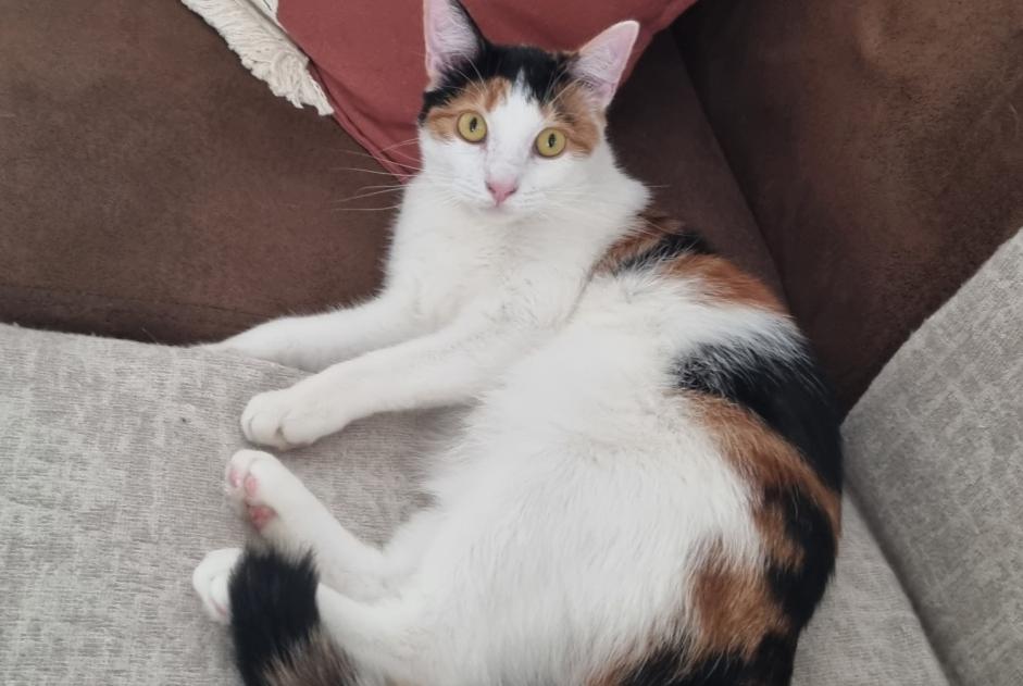 Alerte Disparition Chat Femelle , 7 ans Mansle-les-Fontaines France
